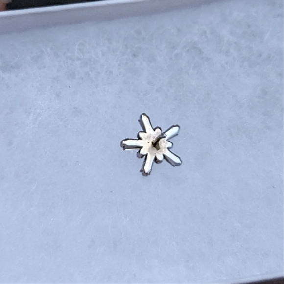 BVLA Mininova Labret - Picture 3 of 5